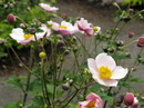 Windflower,Anemone vitifolia,آنمون,گل باد
